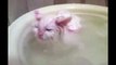 Funny Cats Enjoying Bath _ Cats That LOVEasd Water Compilation