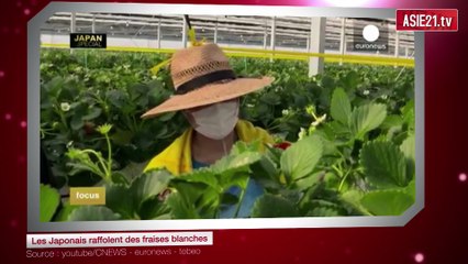 Les Japonais raffolent des fraises blanches