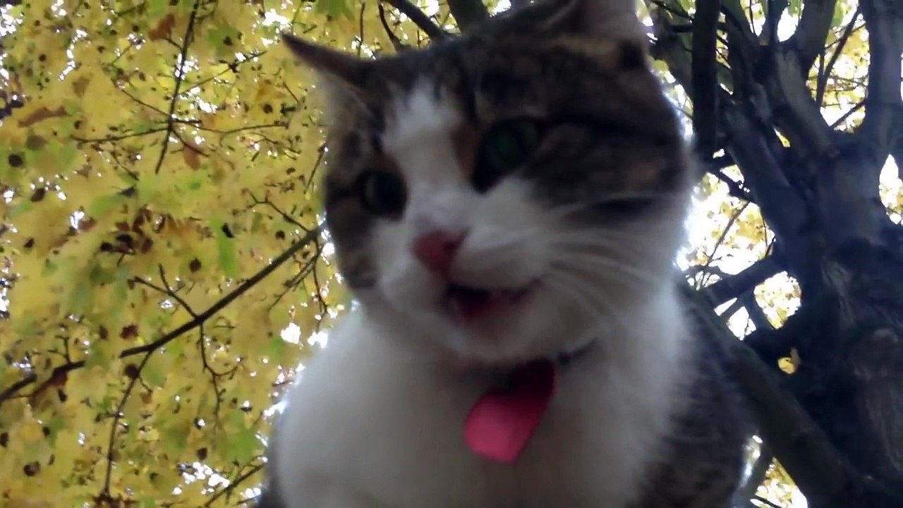 Chat qui miaule