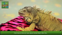 Meet Animal Man Mini Zoo Team _ Mobile Petasding Zoo _ Childrens Parties