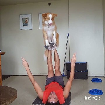 Ce chien se tient en équilibre sur les pieds de son maître !