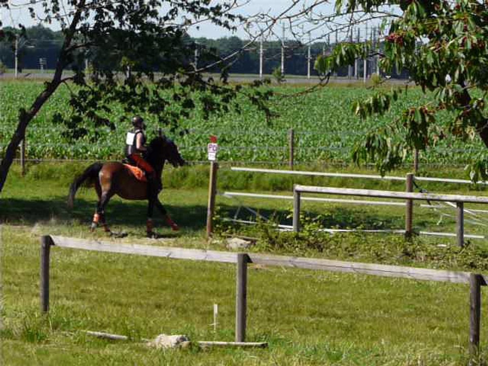 cross voltee eckwerscheim