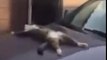 Ce chat fait une sieste sur le capot de ta voiture !