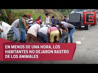 Impactantes imágenes de rapiña de carne en Tabasco