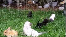 Ces chatons sautent comme des lapins pour jouer ensemble !