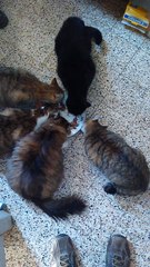 Suif notre corneille et ses chats