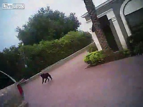 Un policier crée un scandale en tirant sur des chiens sans raisons