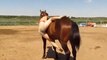 Cette fille essaie de monter sur le dos d'un cheval.
