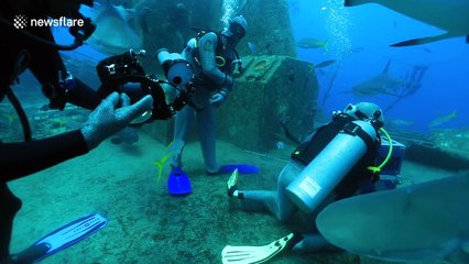Diver gets bitten by massive shark during feeding frenzy