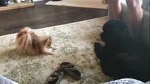 Un petit chien veut jouer avec un chiot bien plus gros que lui !