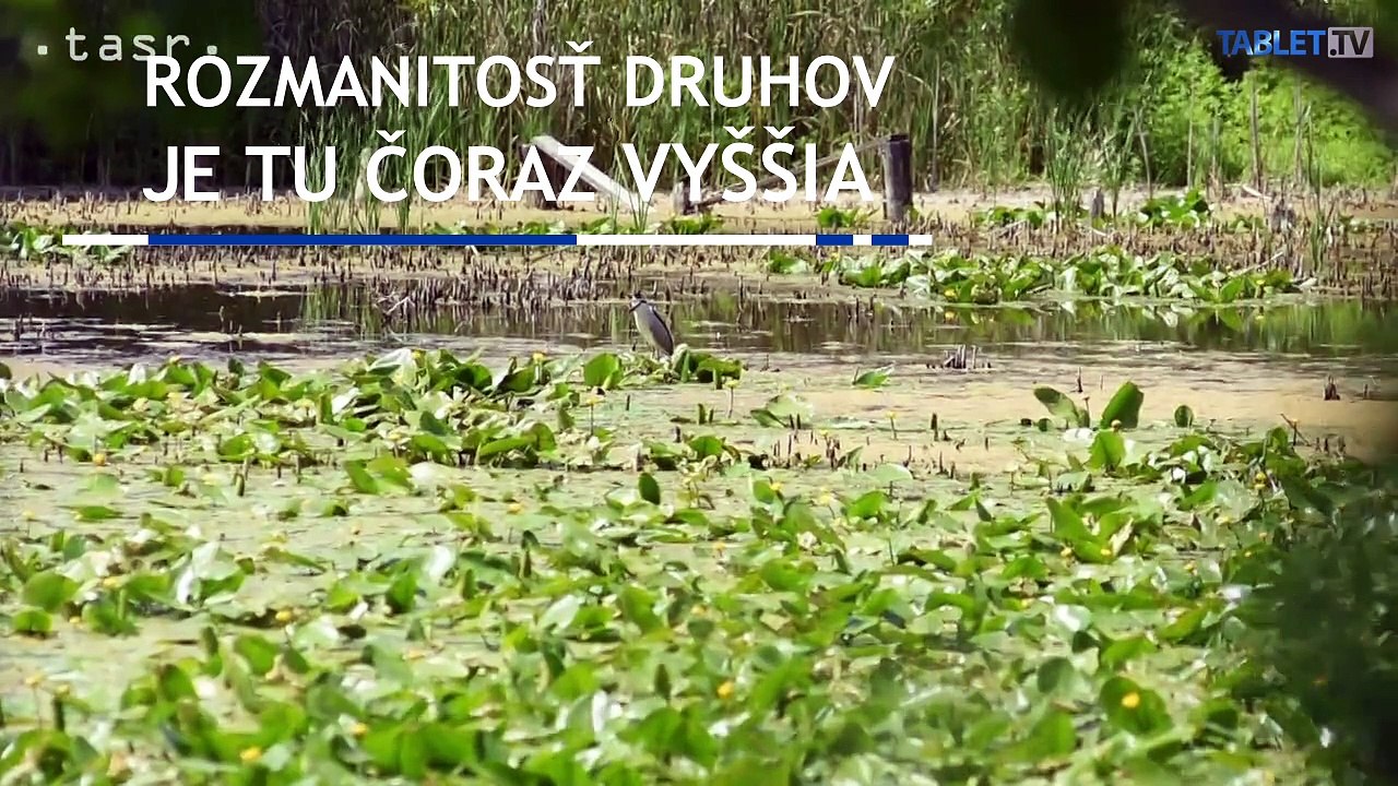 V okolí Sĺňavy zistili 265 druhov vtáctva