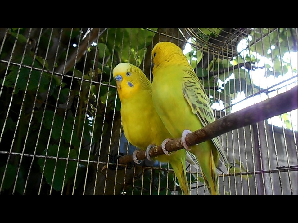 Chopin et Mozart 2
