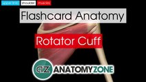 Rotator Cuff _ Flashcard Anatomwerwr23424