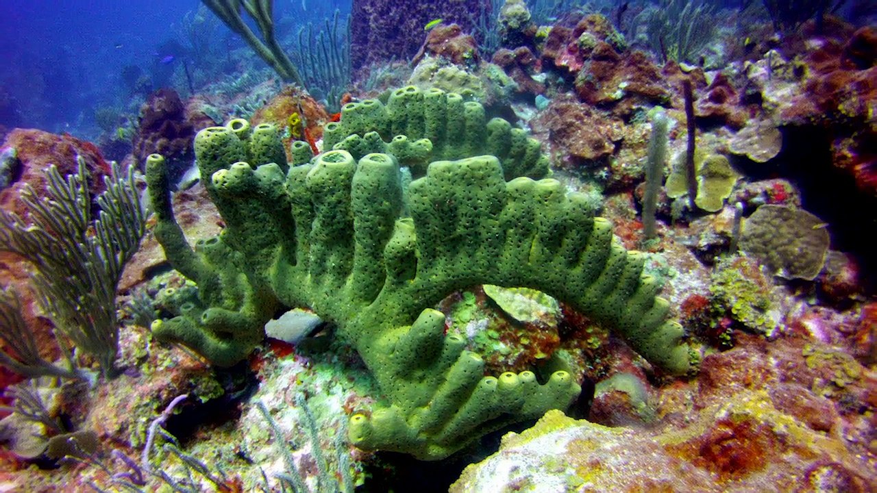 Scuba Dive off Puerto Rico