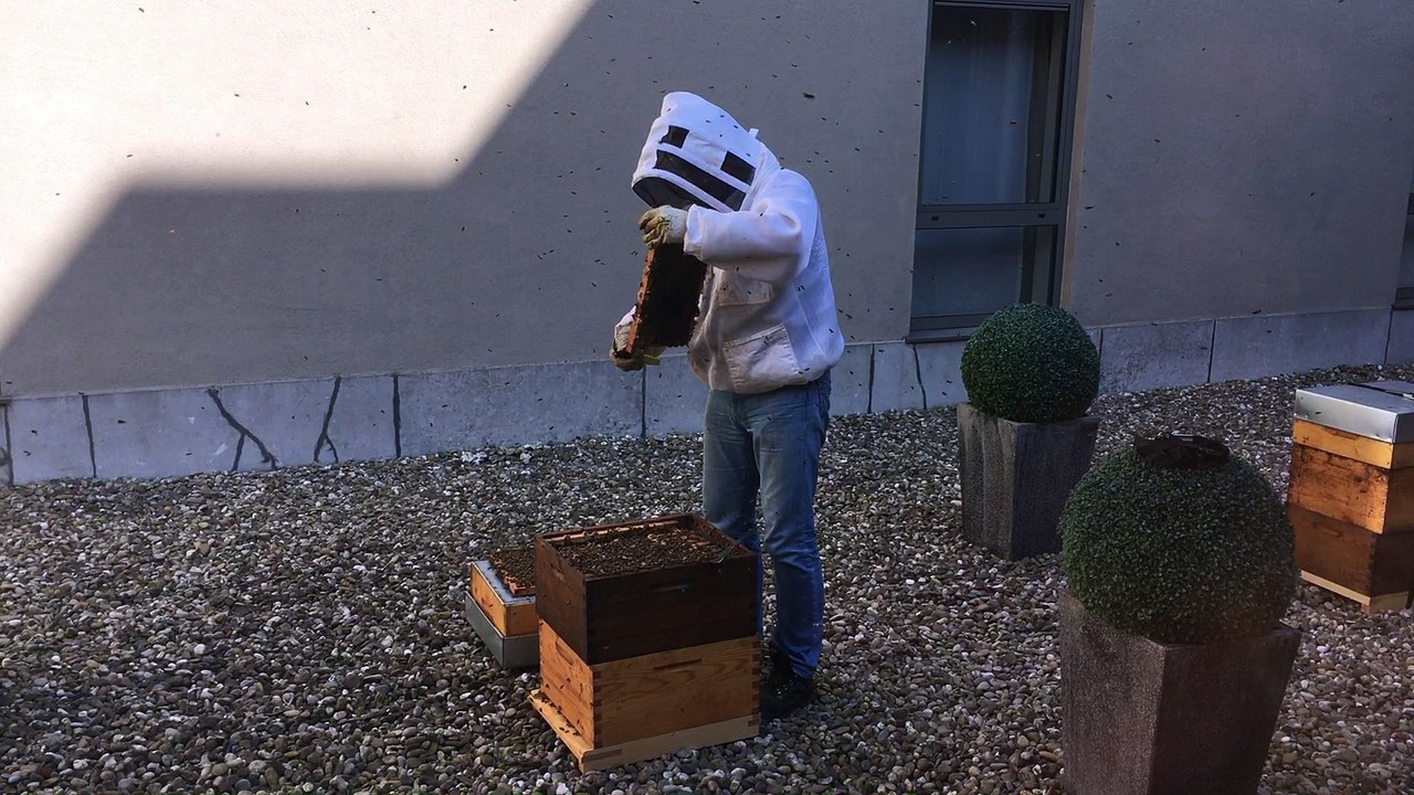 Des abeilles à l'hôtel Alizé à Mouscron