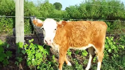 Cow Cutie Pie