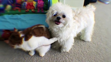 Cat's Claw Stuck in Dog's Fur - I Wish I Knew How to Quit You