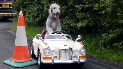 Dog Drives Rolls Royce - Ghost Riding the Whip