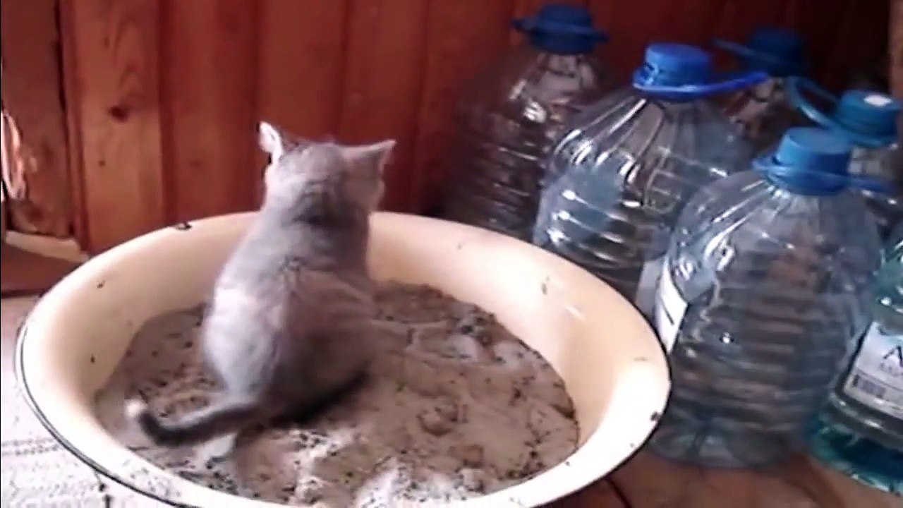 Icky Kitty - Litter Box Fail