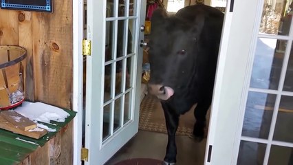 Let's Talk About the Cow in the Room