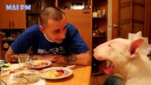 Ultimate Funny And Cute Bull Terrier Dogs Videos -  Best Funny Dog Vines 2016