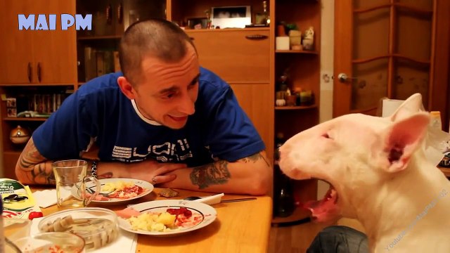Ultimate Funny And Cute Bull Terrier Dogs Videos - Best Funny Dog Vines 2016
