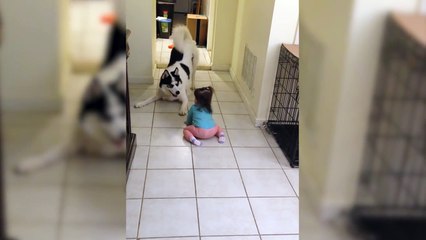 Little Girl and Husky Play