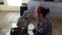 Little Girl and Owl Are BFF