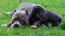 Pops and Pups l American Bully XXL Dog with His Son