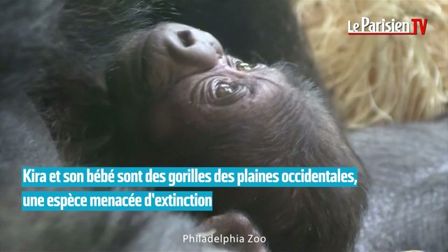 Naissance d'un bébé gorille au zoo de Philadelphie