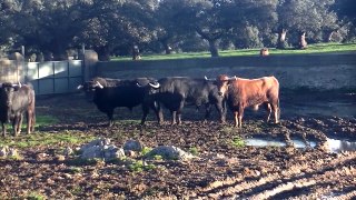 Bullfighting 08-17 BRAVE BULLS IN THE FIELD. 5 GANADERIAS,