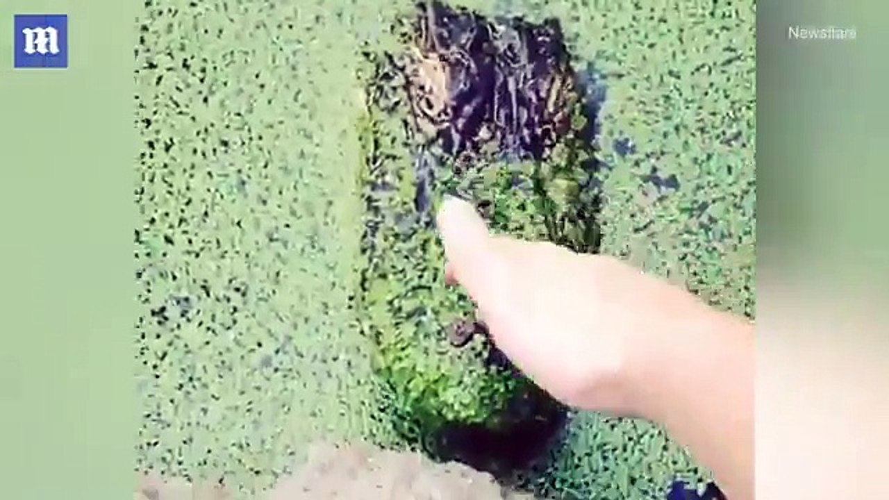 Un homme voulait toucher un alligator et il a failli perdre sa main