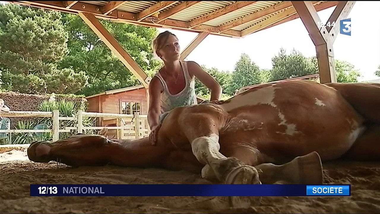 Équicoaching : quand cheval rime avec développement personnel