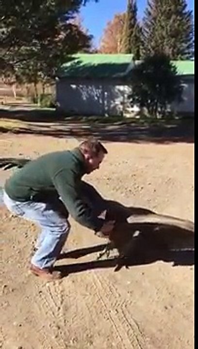 Un condor scende dal cielo per fare qualcosa di inaspettato e commovente