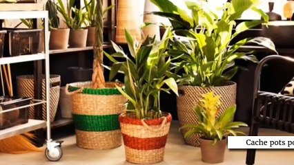 Des plantes d'intérieur dans ma déco !