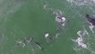 Drone Footage Captures a Pod of Dolphins in Gansbaai, South Africa