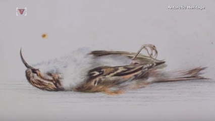 An 118-Year-Old Painting By Explorer Was Discovered In The Antarctic