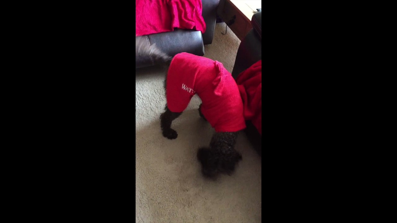 Labradoodle trying to get water off him after bath