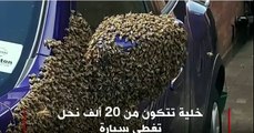 بالفيديو..  سرب مكون من 20 ألف نحلة يغطي سيارة دون معرفة السبب