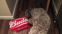 Labradoodle gets head stuck in beer box whilst hunting for treat!