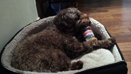 Labradoodle enjoying a peanut butter pot