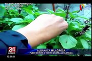 Conozca las propiedades medicinales de la albahaca