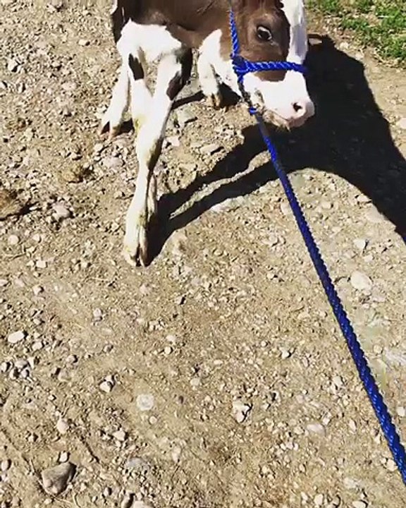 Daisy the Dramatic Calf