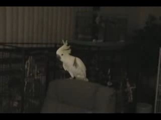 Le Perroquet Danseur