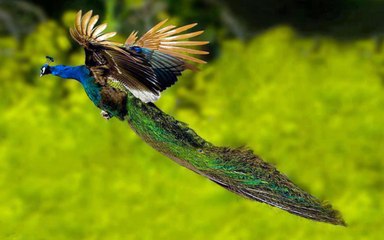 Why Peacock is Called National Bird of INDIA