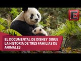 “Nacidos en China” retrata la exótica vida animal