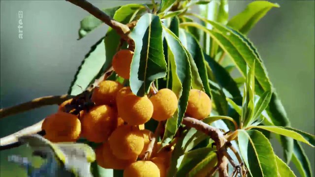 Les îles Canaries - Entre rivages et volcans