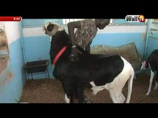 Petit Dej (02 mai-17) - Ciam Gi - Bergerie Cheikh Ndigeul Fall