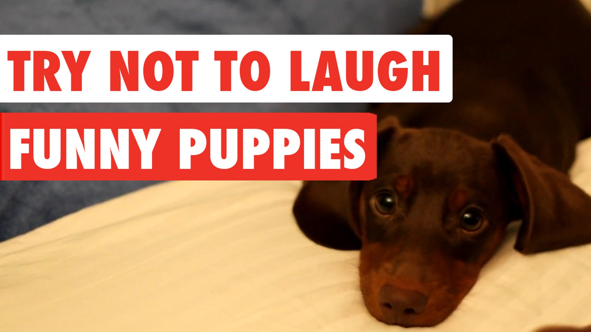 Try Not To Laugh Funny Puppies Video Compilation 2017