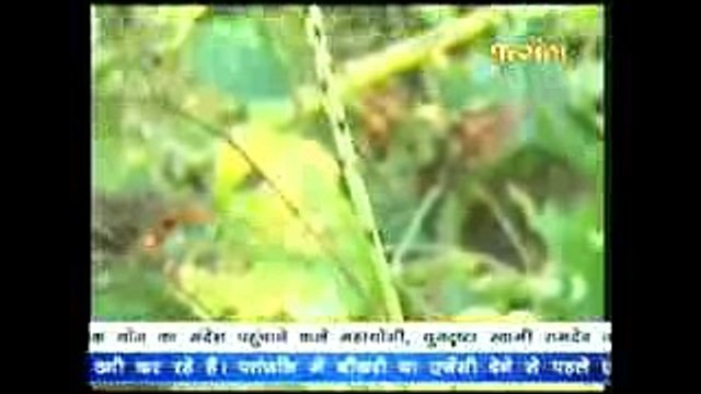 Achyranthes Aspera ~ अपामार्ग के औषधीय गुण # Acharya Balkrishna Patanjali Yogpeeth